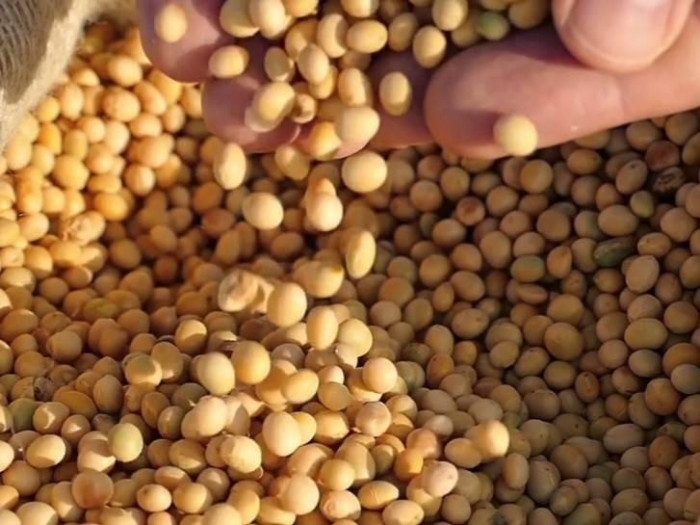 Soybean, coconut imports prepped to sustain supplies