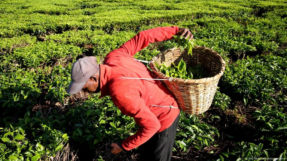 'Tea for two' as Kenya seeks to boost exports to China – DW – 05/21/2025