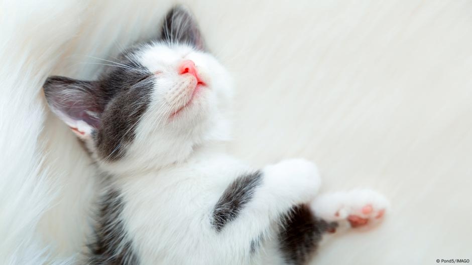Cats can sniff out owners, study finds – DW – 05/28/2025