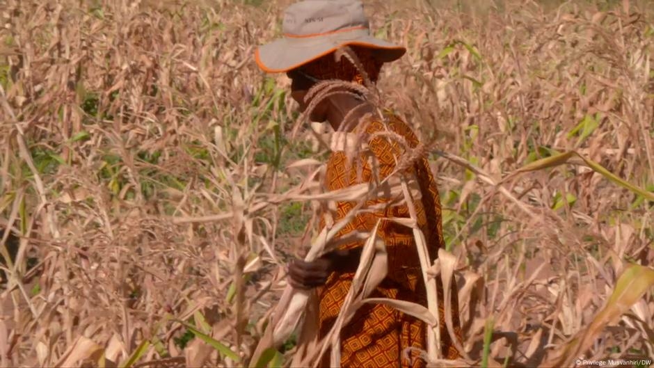 UN warns of rising hunger across Africa  – DW – 07/29/2025