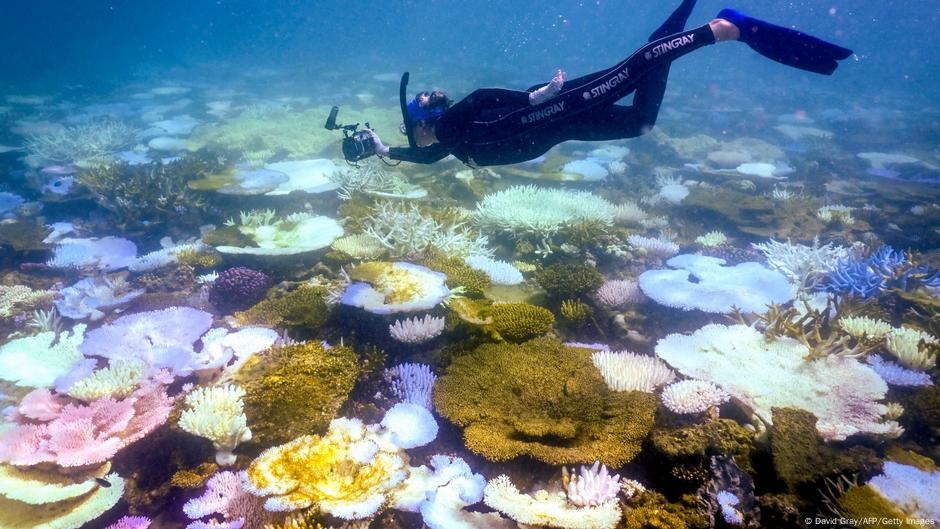 Australia's Great Barrier Reef sees record coral loss – DW – 08/06/2025