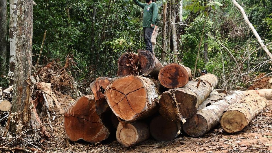 Are designer handbags linked to illegal deforestation? – DW – 06/26/2025