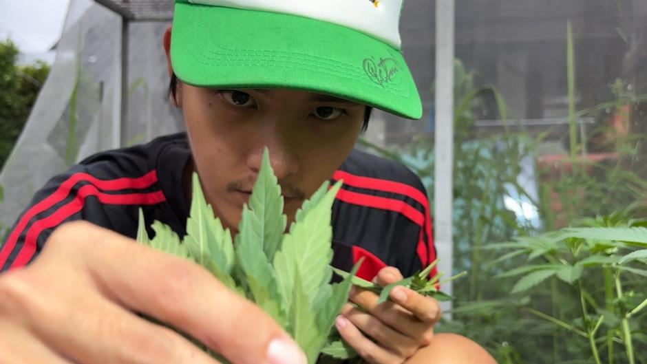Thailand set to restrict recreational cannabis use – DW – 05/29/2025