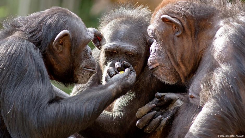 Understanding Animals With the Help of AI – DW – 05/23/2025