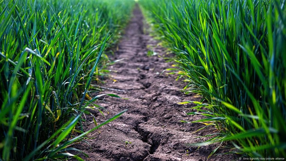 How Germany can cope with drought – DW – 05/31/2025
