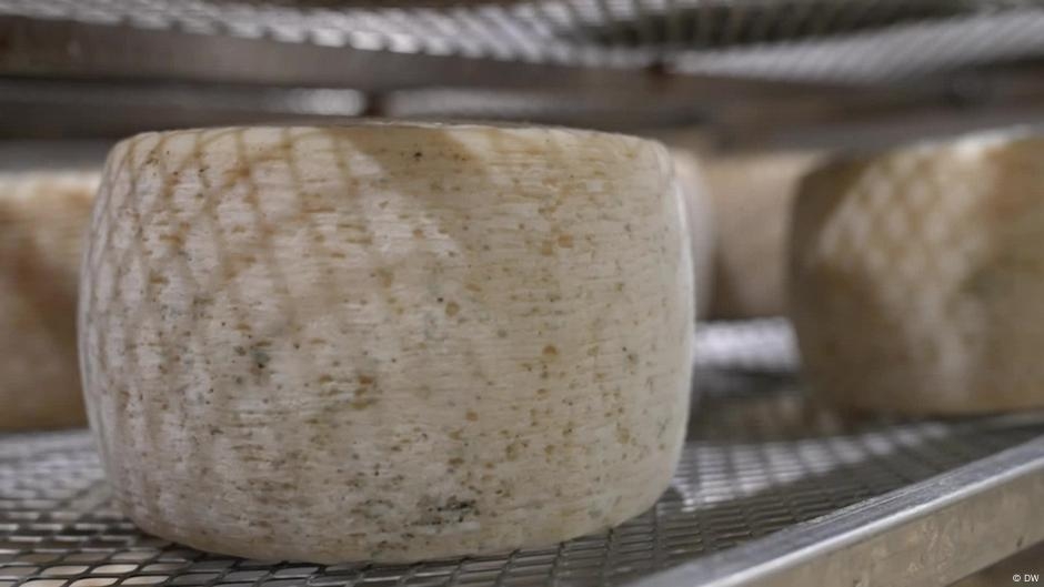 Trump tariffs threaten Italy's pecorino cheese – DW – 05/30/2025