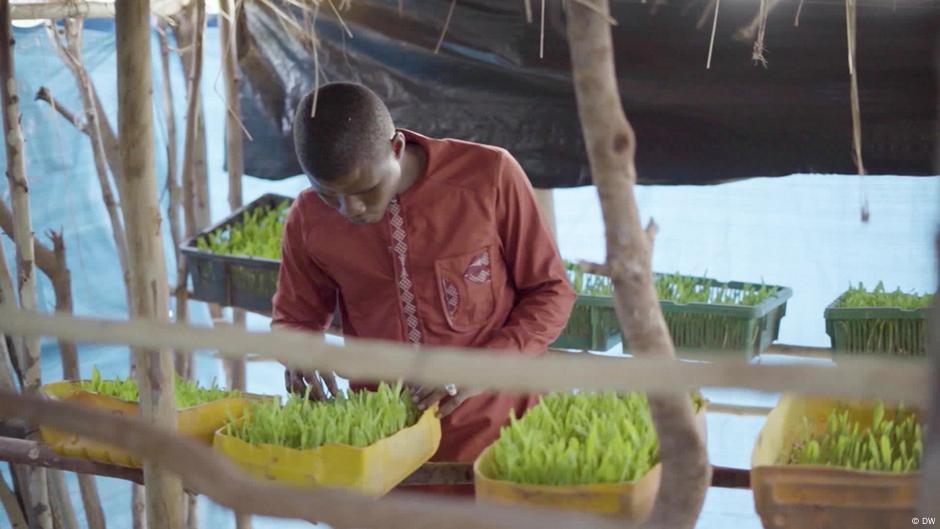 How Hydroponic Crops Reduce Herder-farmer Conflict in Mali – DW – 05/30/2025