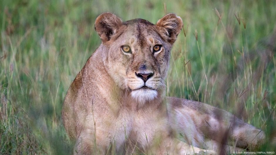 Pakistan: Man faces prison after walking lion in Punjab