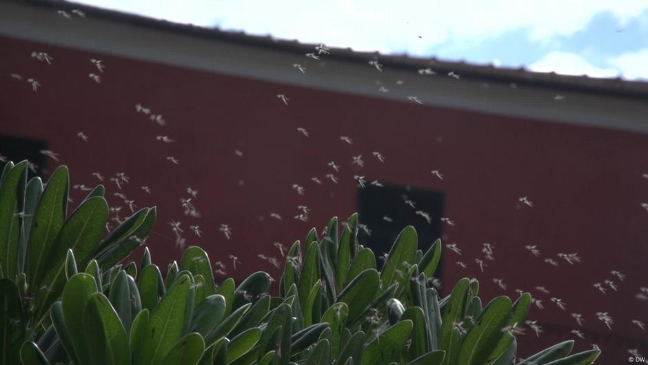 Mosquito swarm plagues Italian town of Orbetello – DW – 06/05/2025