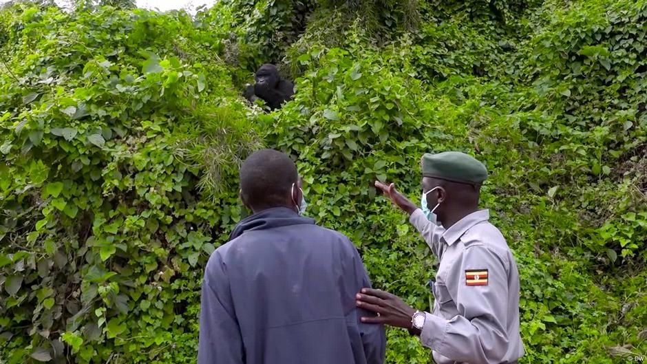 Why Protecting Wildlife Benefits Humans  – DW – 06/06/2025