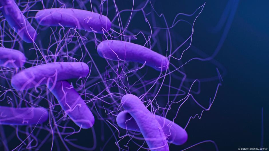 Fecal transplants: Study is a 'wake-up call' for the field – DW – 06/06/2025
