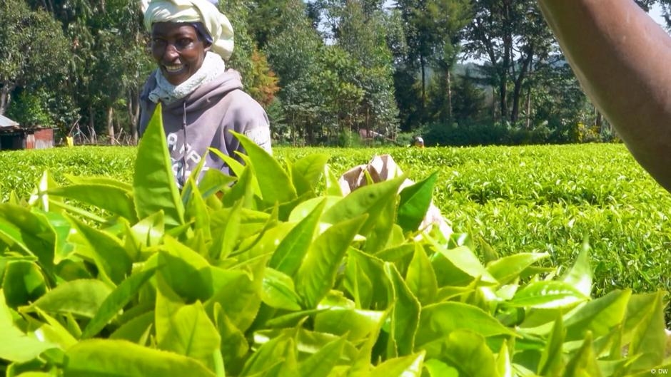 The Kipsigis' unending fight against empire – DW – 06/18/2025