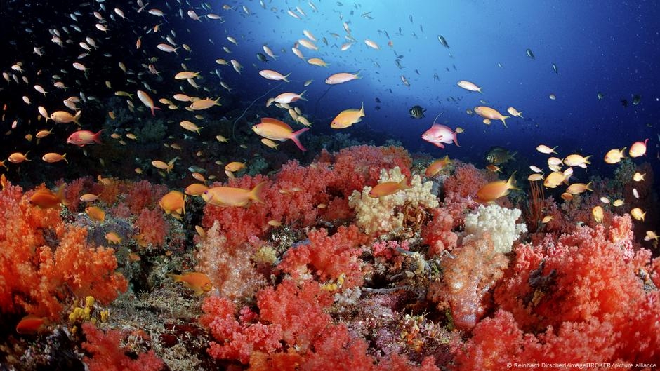 How are oceans faring in a heating world? – DW – 06/10/2025