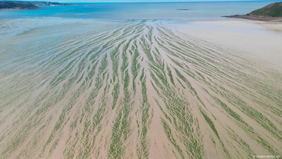 France: State responsible for jogger's toxic algae death – DW – 06/24/2025