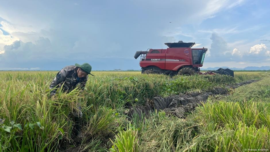 Cuba land lease to Vietnamese company reaps rich harvest – DW – 07/30/2025