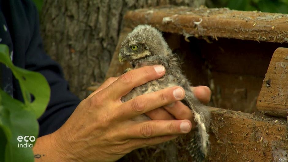 Saving threatened owls in Germany – DW – 07/30/2025