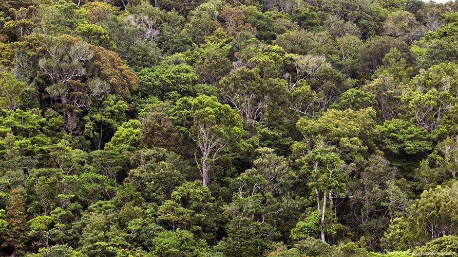 US scientists discover trees host up to 1 trillion microbes – DW – 08/06/2025