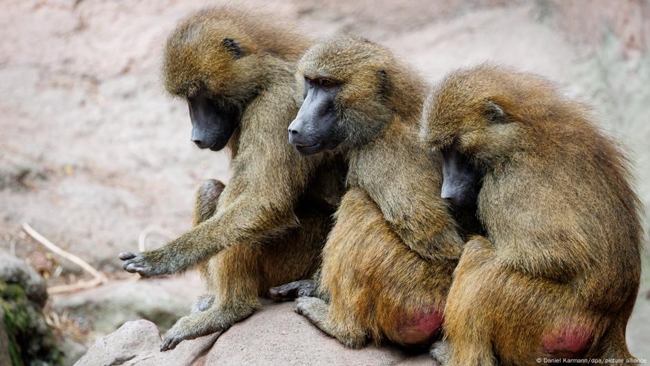 Germany: Baboons fed to lions and tigers after zoo culling – DW – 08/04/2025