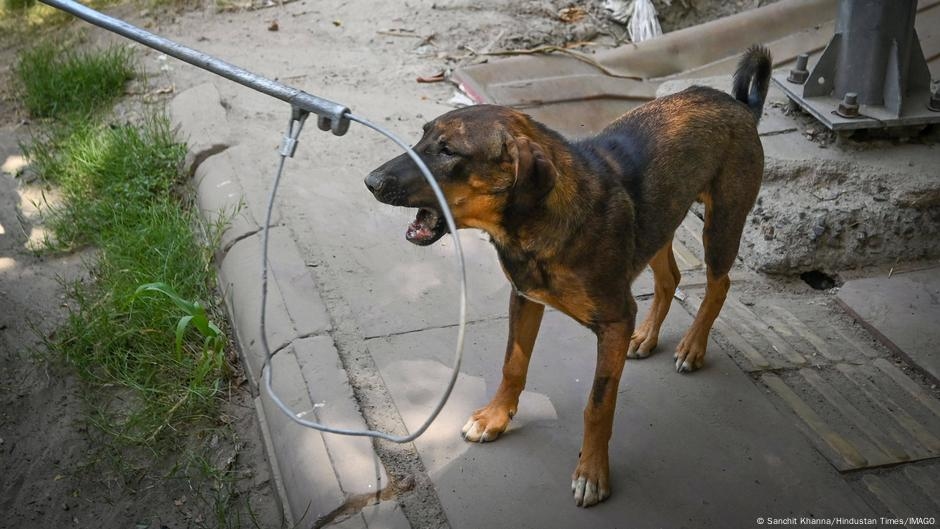 India: How can New Delhi deal with its stray dog problem? – DW – 08/13/2025
