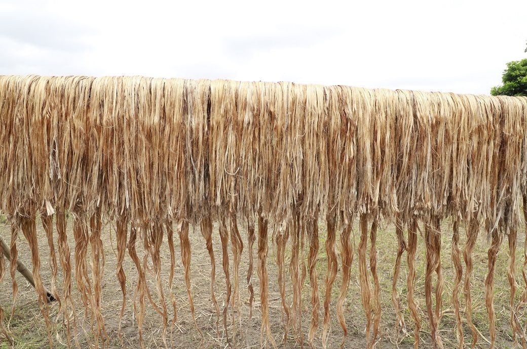 India Issues Jute Stock Control Order to boost raw jute supply