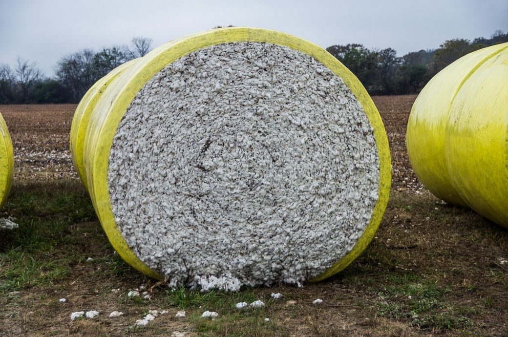 Indian govt raises cotton MSP up to 11.84% for 2025-26 season