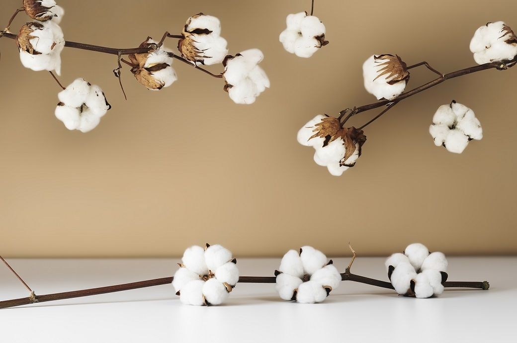 Global cotton prices remain stable amid currency movements: Cotton Inc