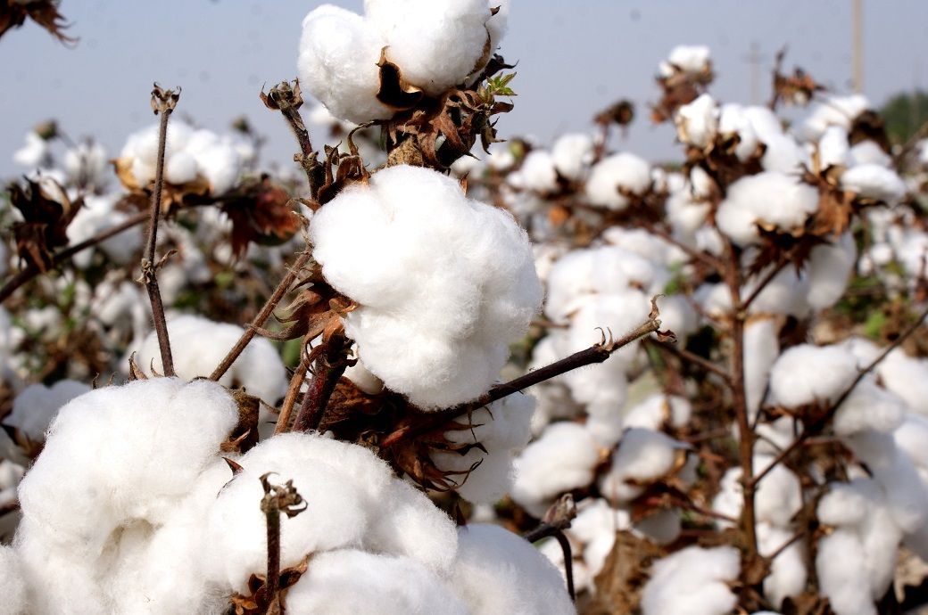 Australia's cotton lint production up estimated 12% in FY25: ABARES