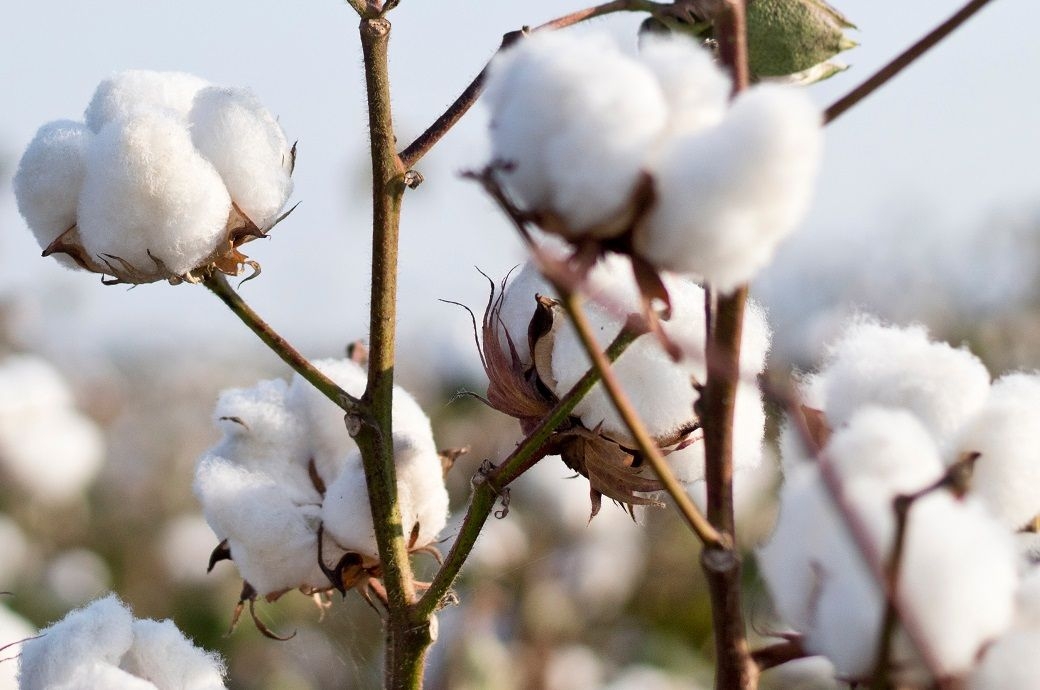 ICE cotton rises on short covering, weaker US dollar, rising crude oil