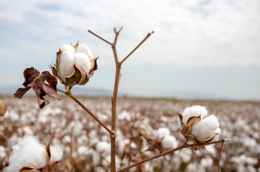 ICE cotton rises on weaker US dollar, US-China tariff talks