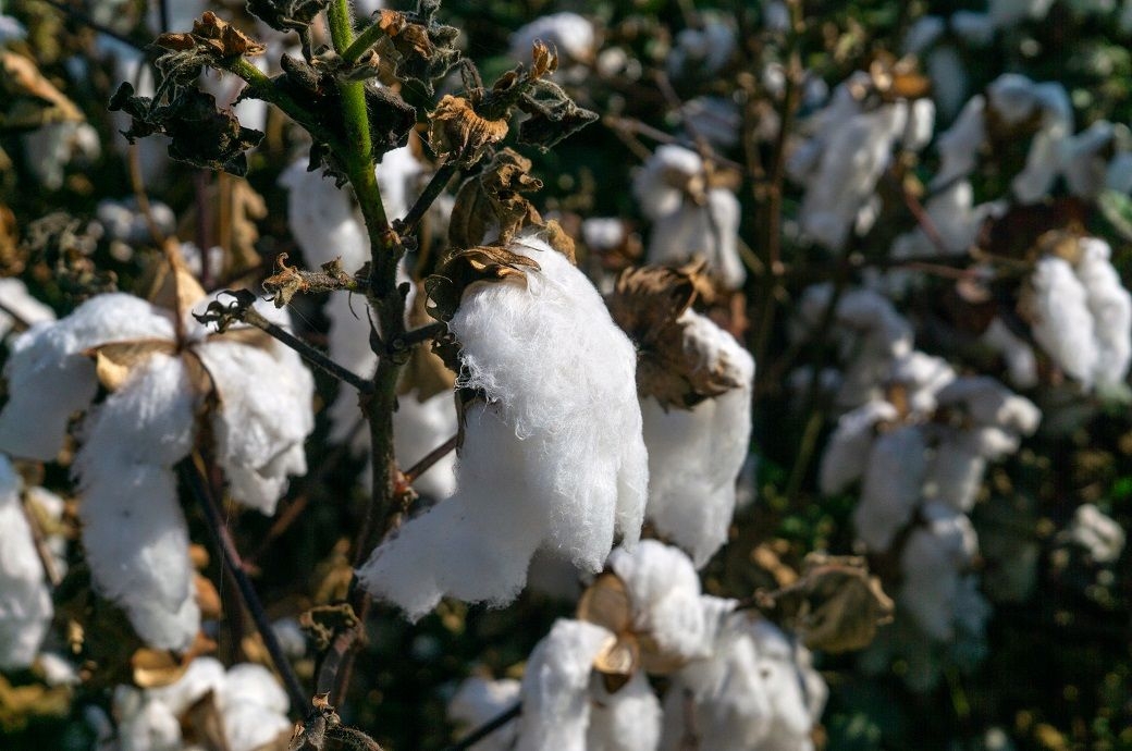 Brazil cotton prices firm in May; CONAB sees record 2024-25 output