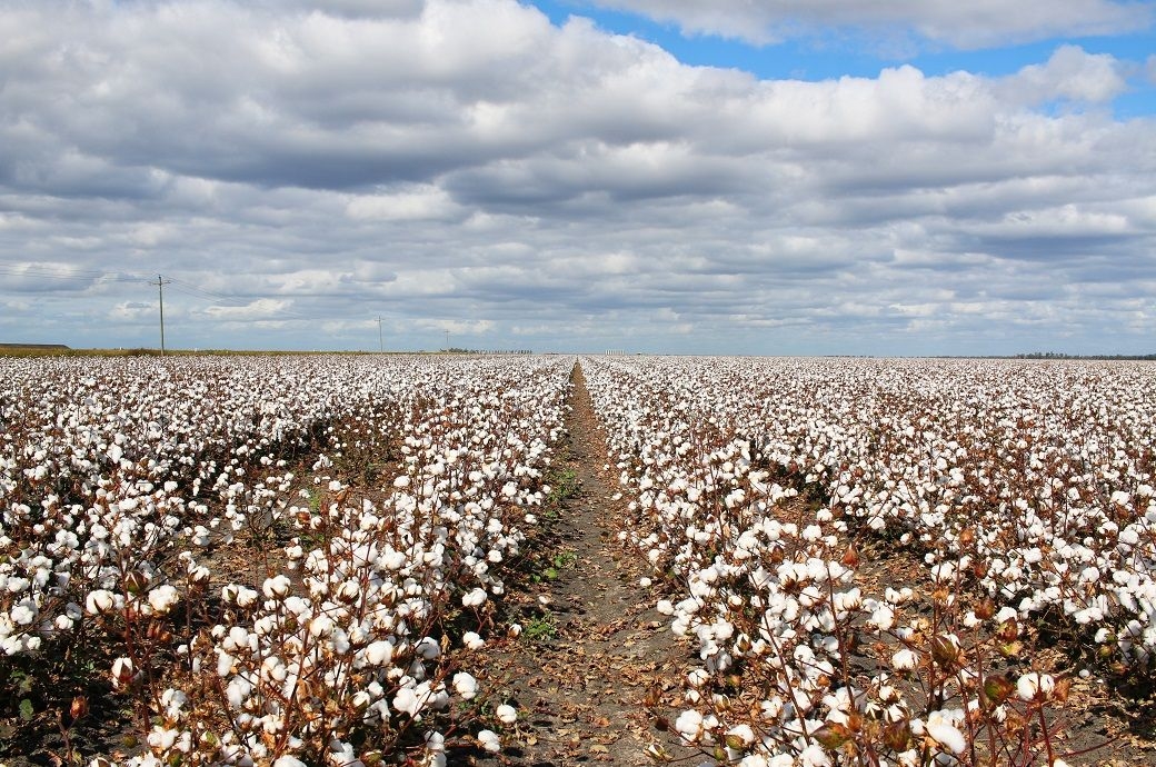 North India's cotton sowing area unlikely to recover after major drop