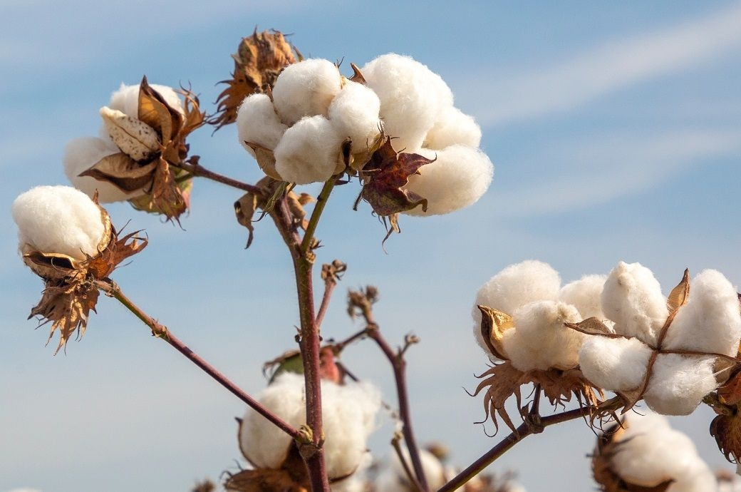 CAI revises 2024â25 cotton output to 301 L bales, seeks policy reforms