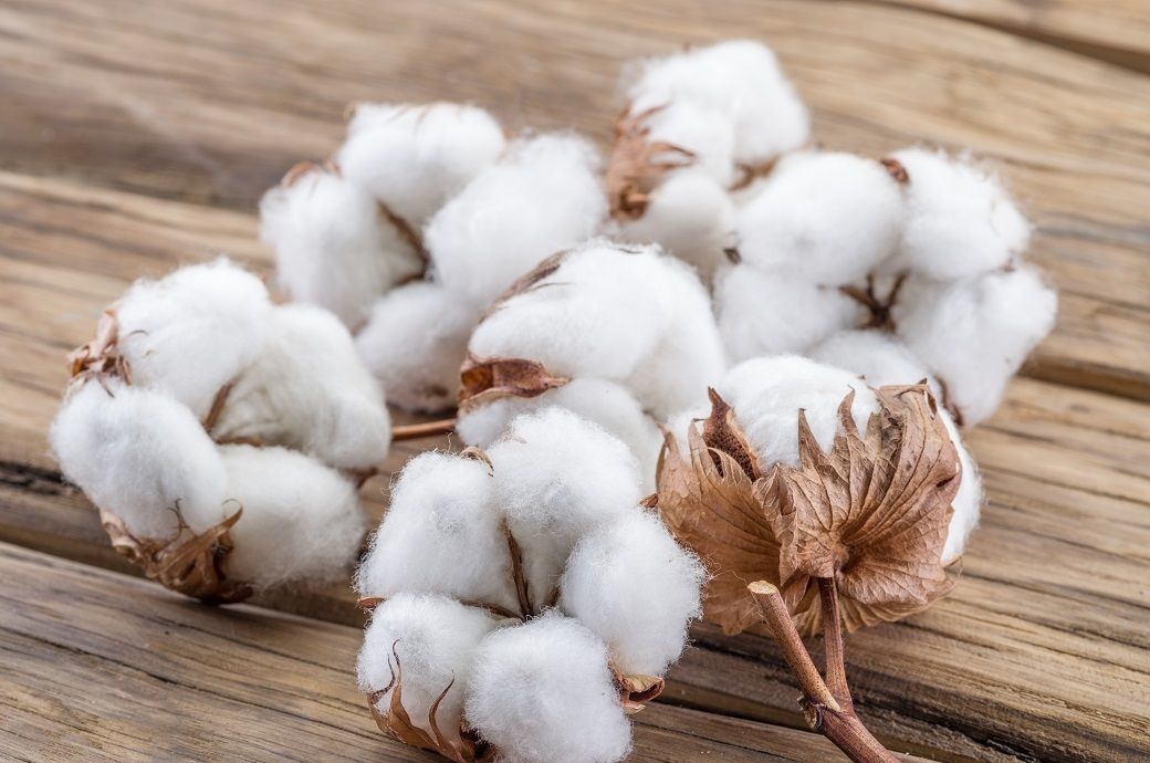 ICE cotton rises on stronger US exports, weaker dollar