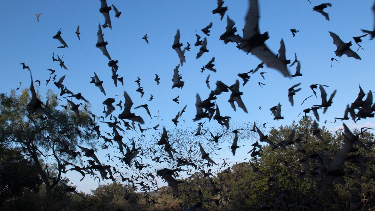 Bat flies into tourist's mouth during Arizona night sky photography trip