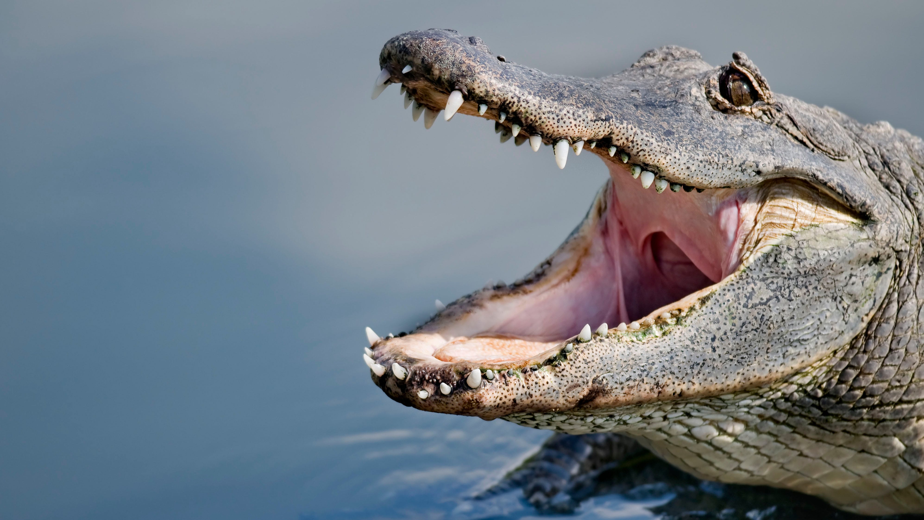 What causes nearly every alligator attack on humans? Study says it's our fault