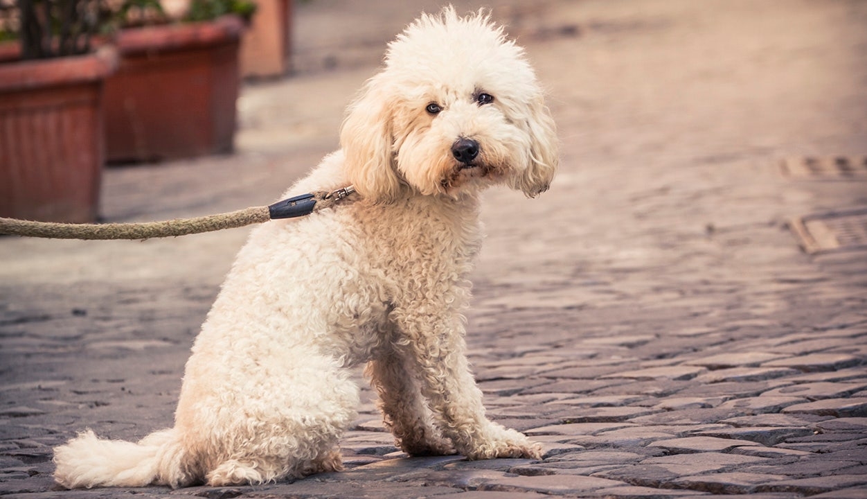 Liberal outlets say dogs are actually bad for the environment