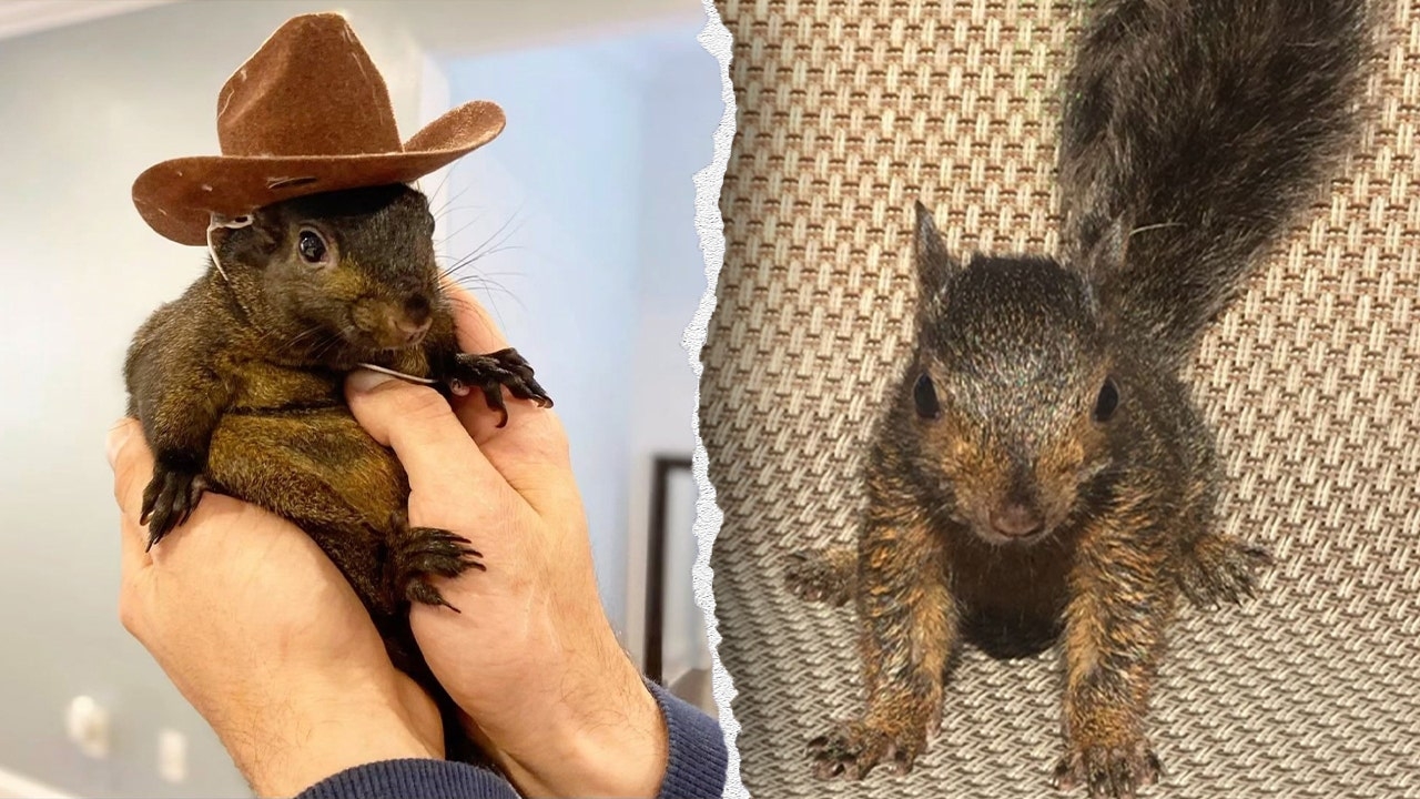 NY Republicans push ‘Peanut's Law' after beloved pet squirrel was seized, killed by state agents