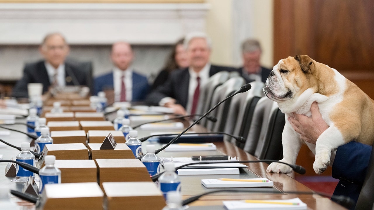 Babydog Justice makes Agriculture Committee debut: 'She humanizes all of us'