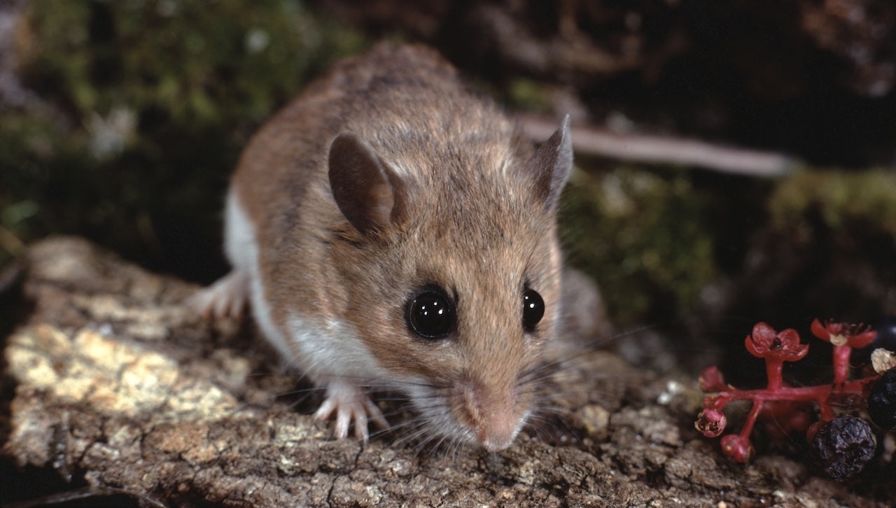 Hantavirus, cause of Gene Hackman's wife's death, kills three in California