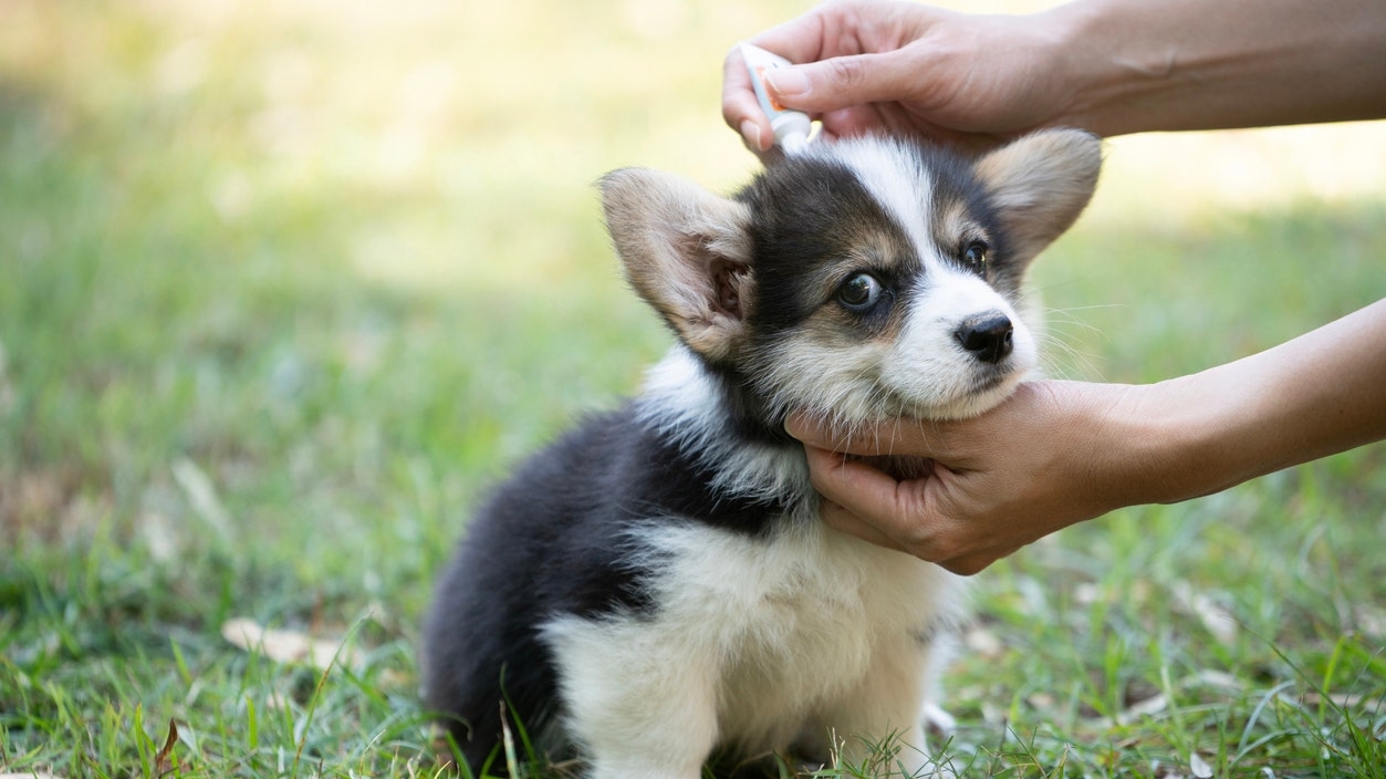Prepare your pets for warmer weather with these flea, tick and allergy medications