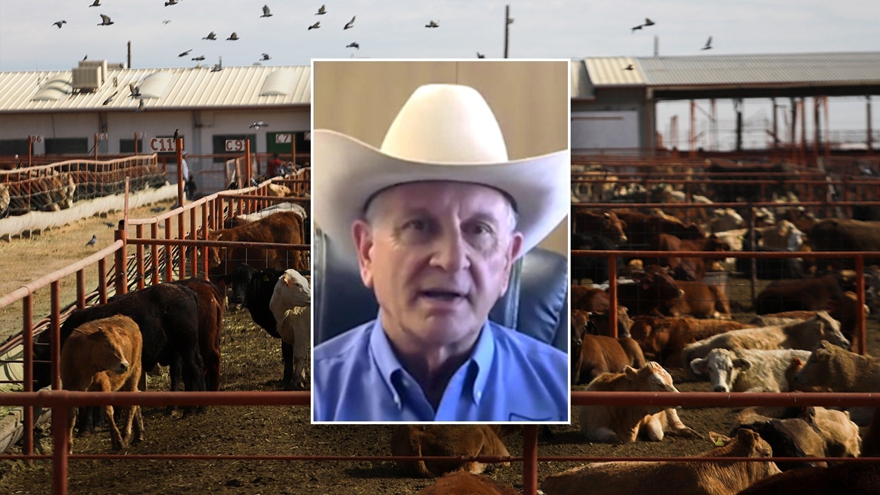 EXCLUSIVE: Cattle industry chief warns flesh-eating fly menaces US herds as Mexico yields on pest fight