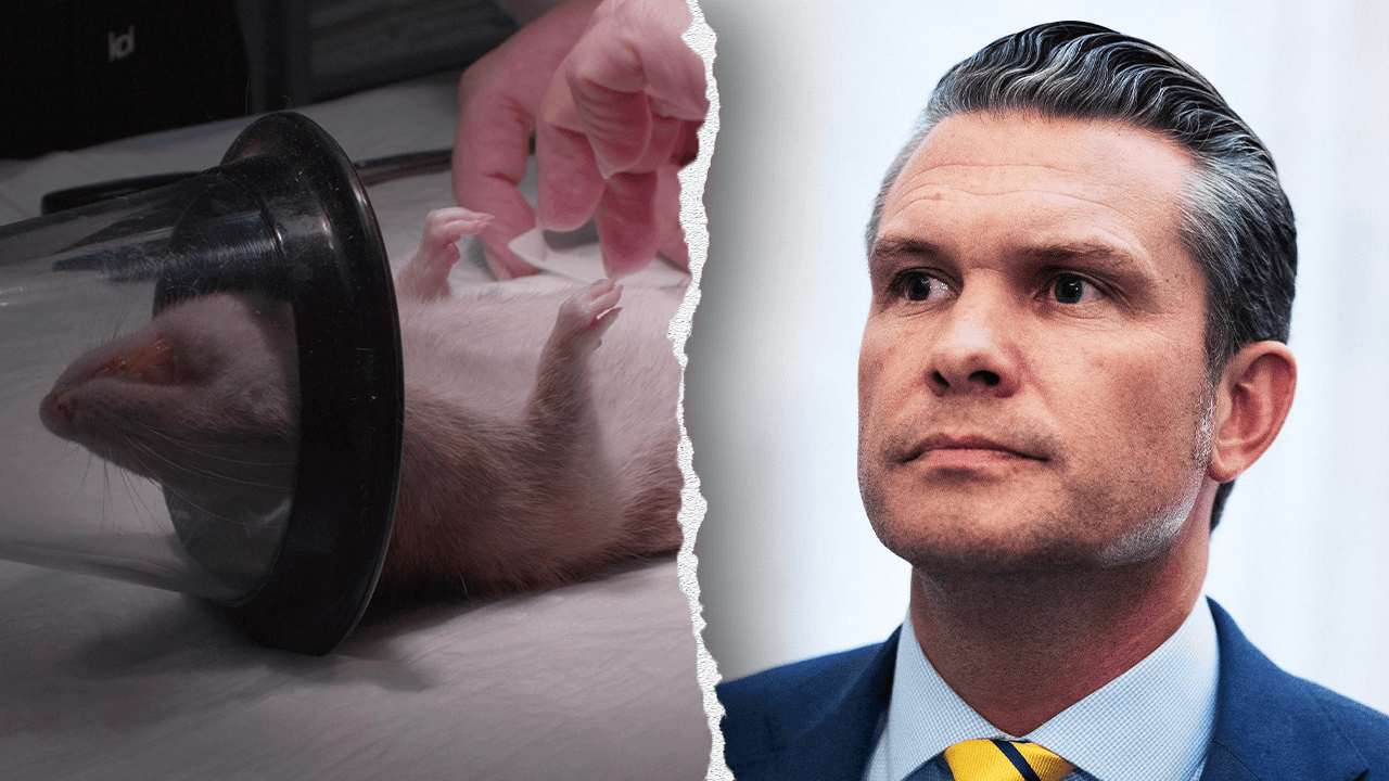 Navy halts dog and cat experiments after PETA writes Hegseth about US taxpayer-funded animal tests