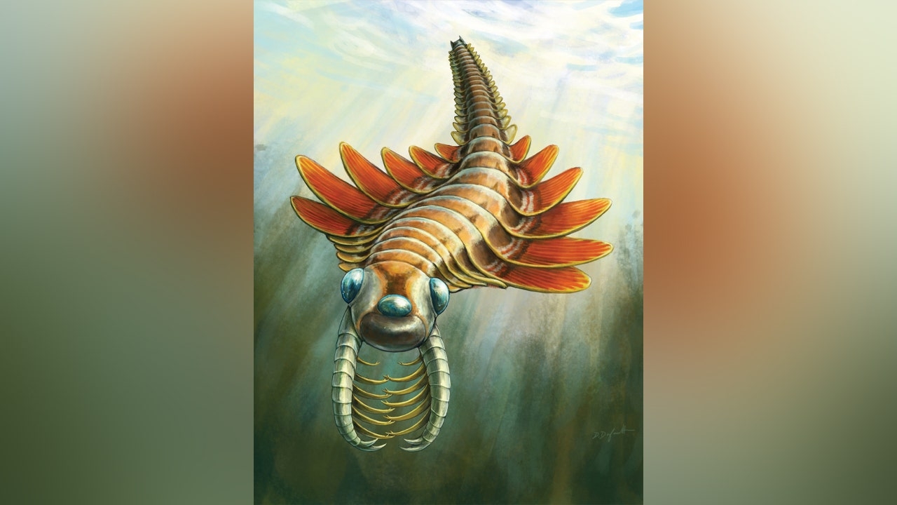 Paleontologists discover 'moth-like' predator that lived 506 million years ago