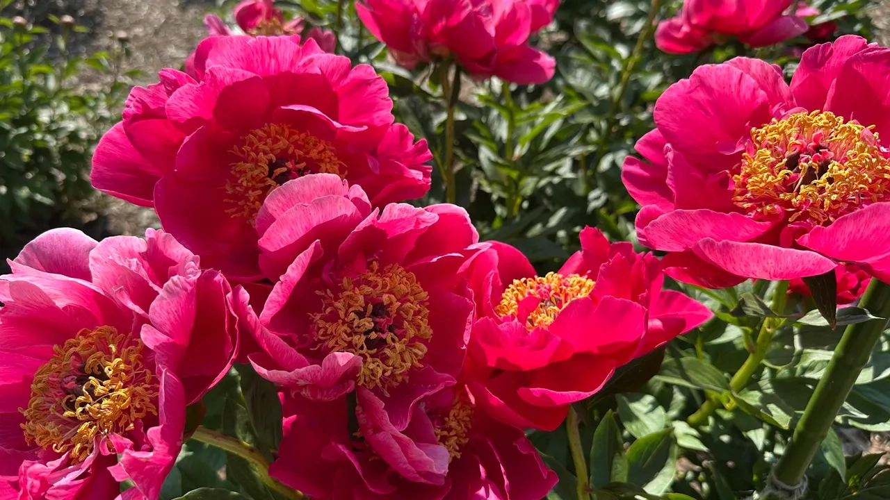 Historic university garden vandalized in apparent anti-Israel statement: 'Don't waste your tears'