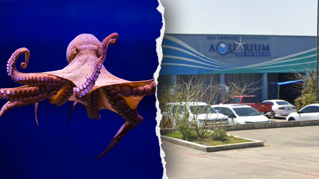 Octopus latches onto 6-year-old boy, refusing to release, mother says, showing footage of the child's injuries