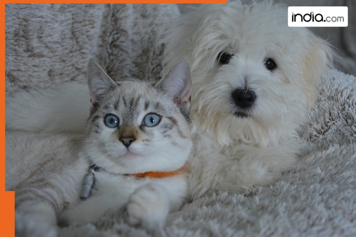 These animals are most likely to be affected by HIV AIDS; dogs and cats show symptoms like...