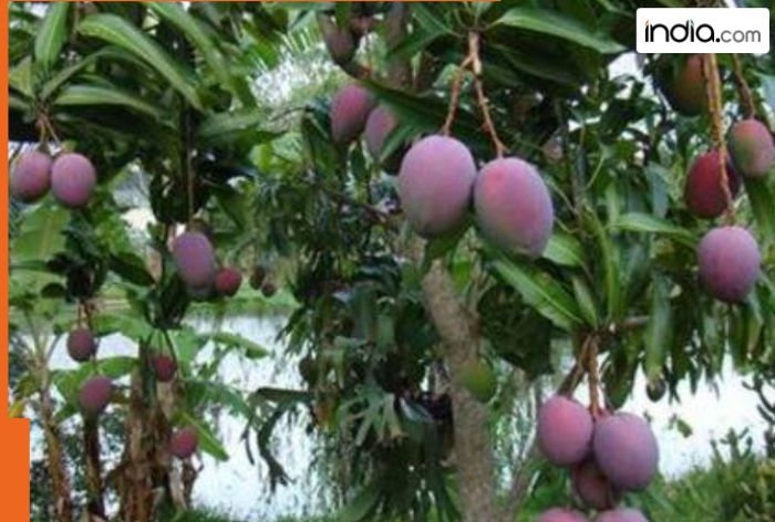 How Mukesh Ambani turned a pollution problem into a billion-rupee mango empire, it is Asia's largest..., its worth is Rs....
