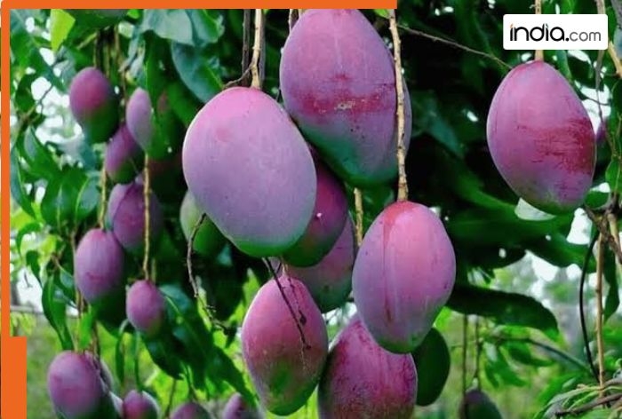 World's most expensive mango grown in THIS state of India, price will shock you, it sells for Rs..., name is...