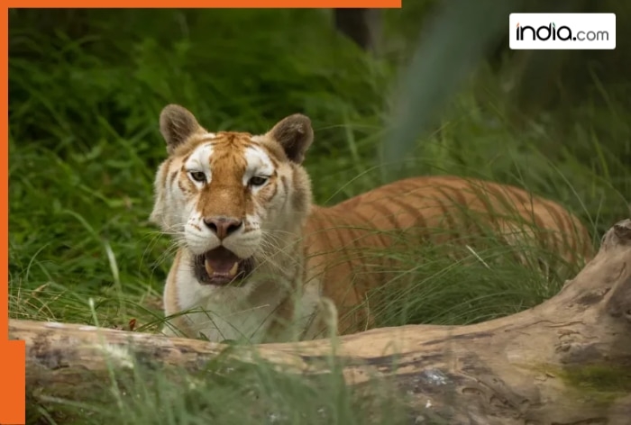 Lions to Leopards: Here's how to book tickets for Vantara Jamnagar Safari, prices are...