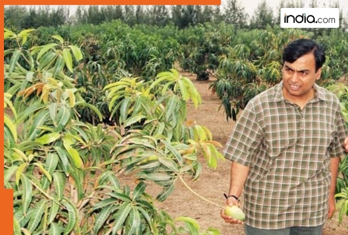 Mukesh Ambani owns Asia's largest mango orchard, over 200 types of mangoes are grown here, it is in..., covers an area of...
